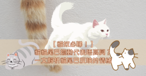 【貓奴必睇！】 貓貓尾巴擺動代表唔高興？ 一文解析貓尾巴反映的情緒