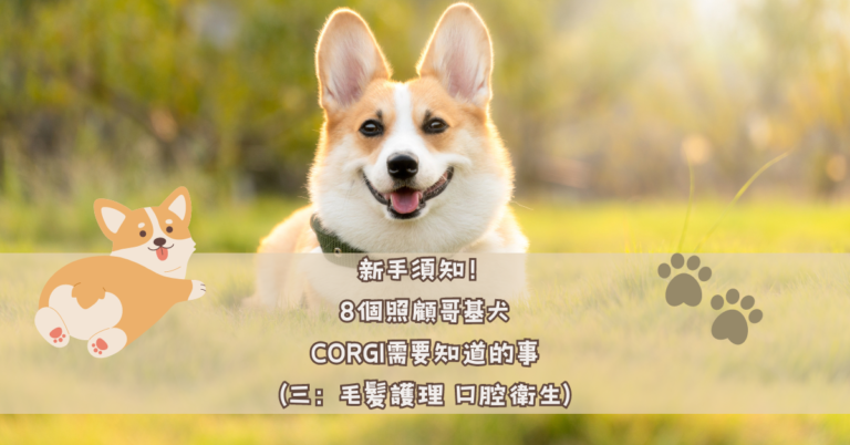 新手須知！8個照顧哥基犬CORGI需要知道的事（三：毛髮護理 口腔衛生）