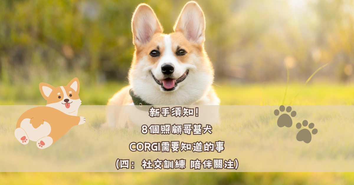 新手須知！8個照顧哥基犬CORGI需要知道的事（四：社交訓練 陪伴關注）