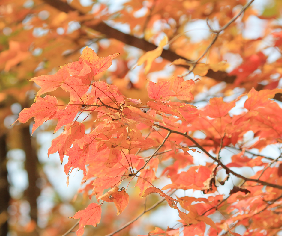 香港紅葉