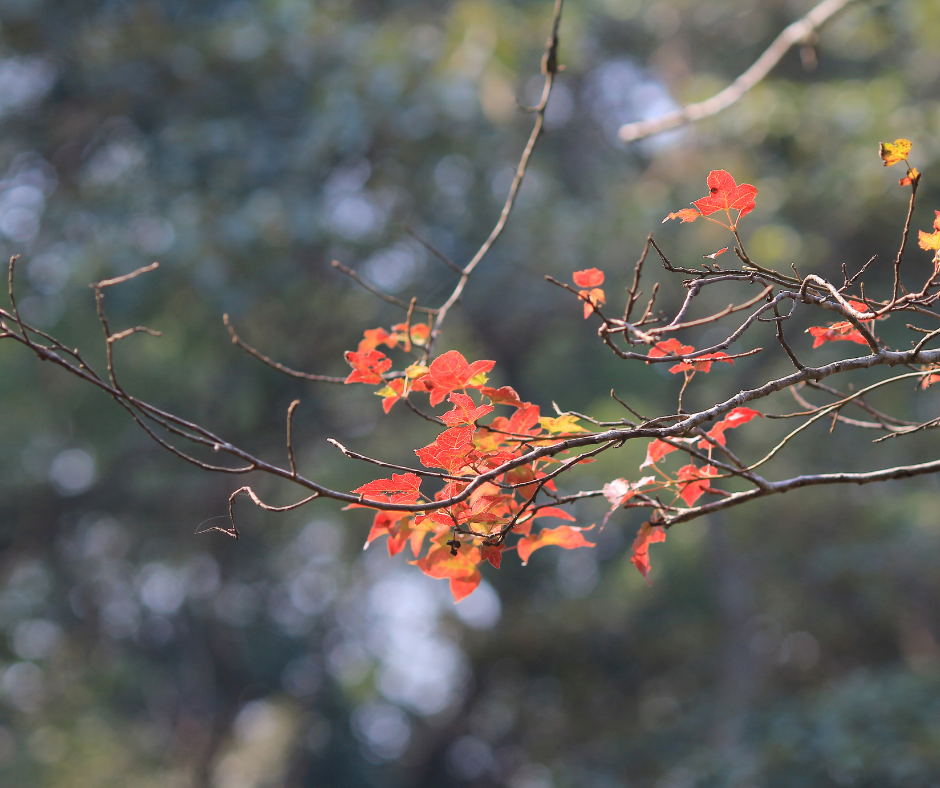 香港紅葉