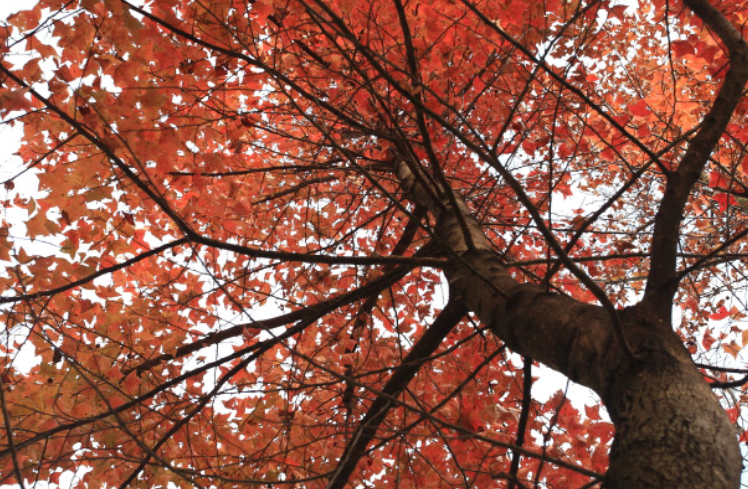 香港紅葉