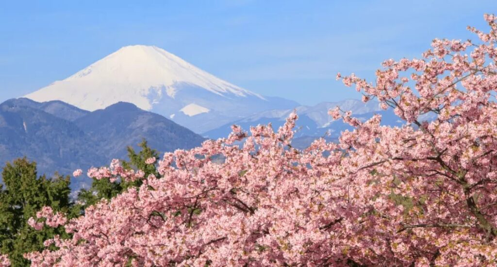 【日本櫻花2025】東京 | 川越 | 忍野八海 | 富士山一日遊 低至買一送一